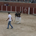 foto de los novillos